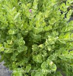 Polygala fruticosa 'Petite Butterflies'