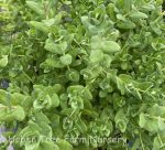 Polygala fruticosa 'Petite Butterflies' - Image 2