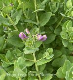 Polygala fruticosa 'Petite Butterflies' - Image 3
