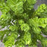 Polygala myrtifolia 'Grandiflora'