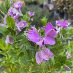 Polygala myrtifolia