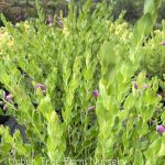 Polygala x dalmaisiana