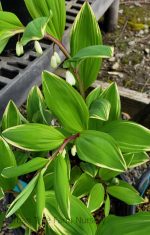 Polygonatum odoratum 'Variegatum'