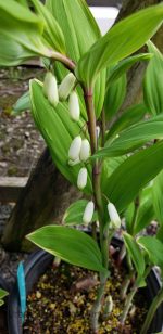 Polygonatum odoratum 'Variegatum' - Image 2