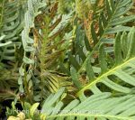 Polypodium guttatum