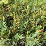 Polypodium guttatum - Image 2