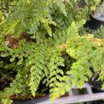Polystichum munitum
