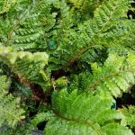 Polystichum polyblepharum