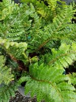 Polystichum polyblepharum