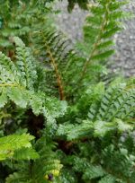 Polystichum polyblepharum - Image 2
