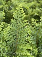 Polystichum setiferum 'Plumosum Densum'