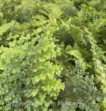 Polystichum setiferum 'Plumosum Densum' - Image 2