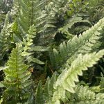 Polystichum tsus-simense