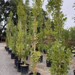 Populus nigra 'Italica'