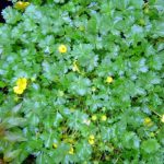 Potentilla neumanniana 'Nana'