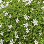 Pratia pedunculata 'White'