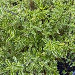 Prostanthera ovalifolia 'Variegata'