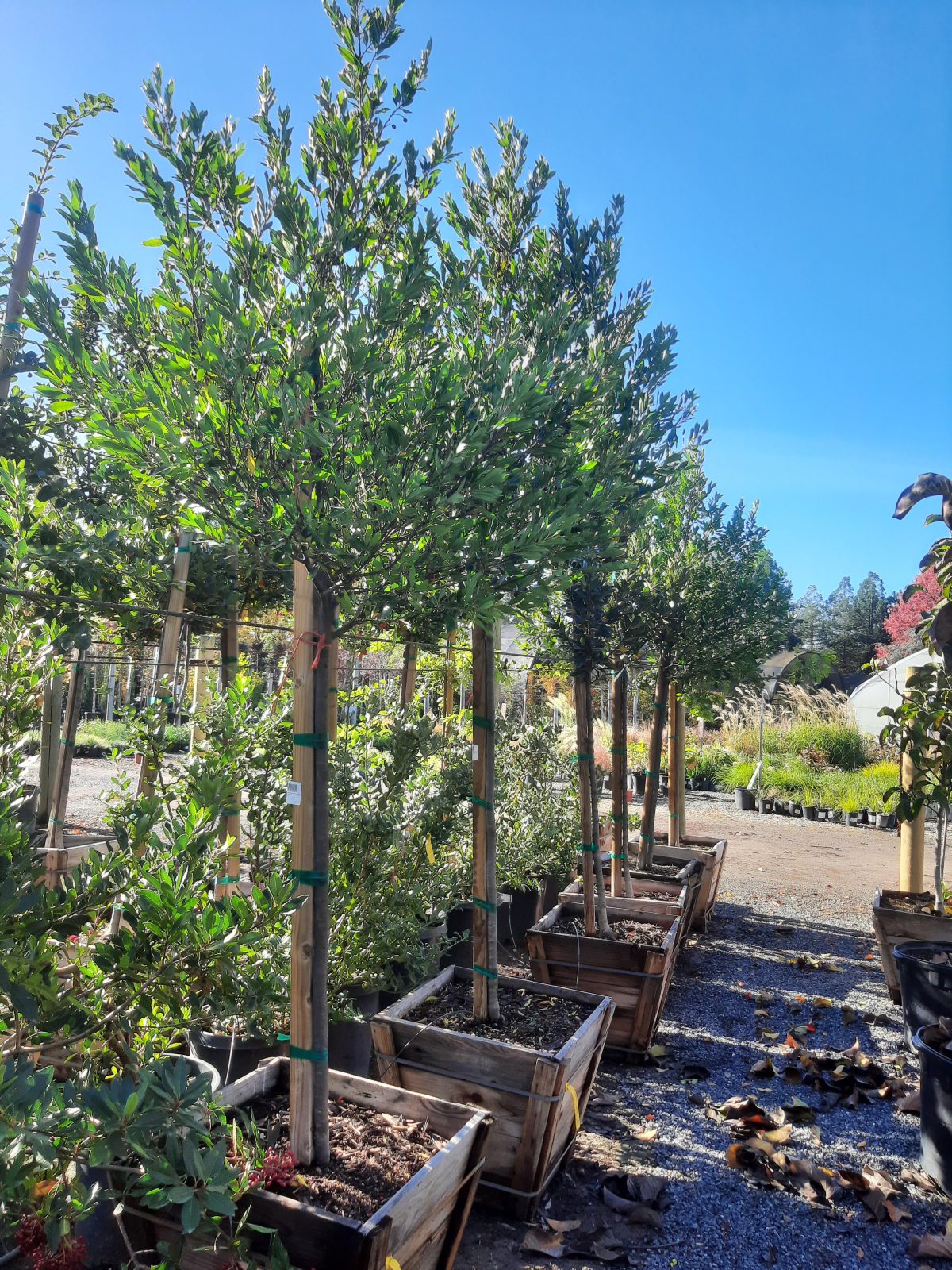 Prunus caroliniana Compacta STD scaled
