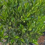 Prunus caroliniana 'Compacta'