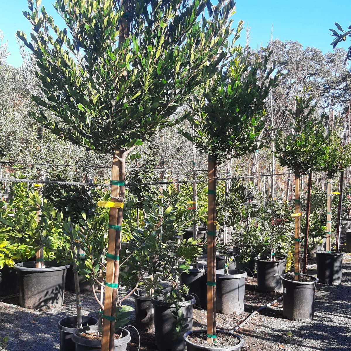 Prunus caroliniana | Urban Tree Farm Nursery