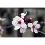 Prunus cerasifera 'Krauter Vesuvius' STD