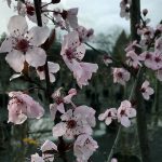 Prunus cerasifera 'Krauter Vesuvius'