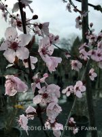 Prunus cerasifera 'Krauter Vesuvius'