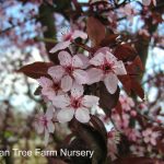 Prunus cerasifera 'Purple Pony'