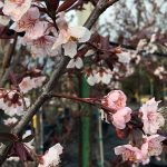 Prunus cerasifera 'Thundercloud'