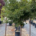 Prunus incisa 'Little Twist' PATIO