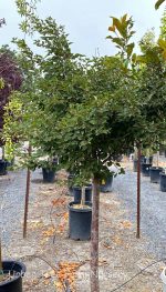 Prunus incisa 'Little Twist' PATIO