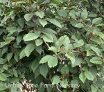 Prunus incisa 'Little Twist' PATIO - Image 2