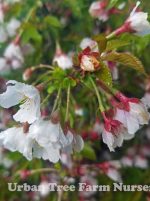 Prunus incisa 'Little Twist' - Image 2