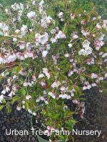 Prunus incisa 'Little Twist' - Image 3
