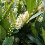 Prunus laurocerasus 'Otto Luyken'