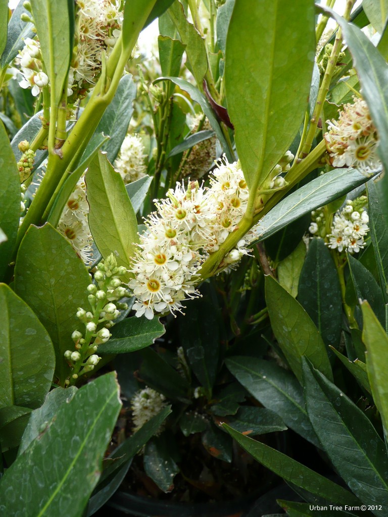 Prunus Laurocerasus Otto Luyken Fruit Prunus Laurocerasus Otto Luyken Fruit
