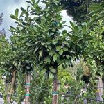 Prunus laurocerasus STD