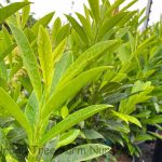 Prunus laurocerasus 'Schipkaensis'