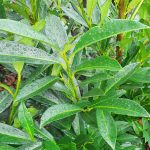 Prunus laurocerasus 'Schipkaensis' STD