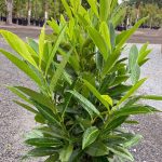 Prunus laurocerasus