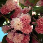 Prunus serrulata 'Kwanzan'