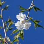 Prunus serrulata 'Mt. Fuji/Shirotae'