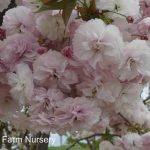 Prunus serrulata 'Shirofugen'