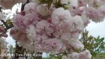 Prunus serrulata 'Shirofugen'