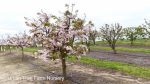 Prunus serrulata 'Shirofugen' - Image 2