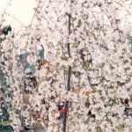 Prunus serrulata 'Snow Fountains'