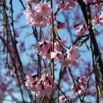 Prunus subhirtella 'Double Pink'