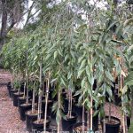 Prunus subhirtella 'Double White'