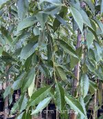 Prunus subhirtella 'Double White' - Image 3