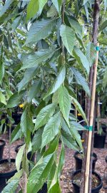 Prunus subhirtella 'Double White' - Image 4